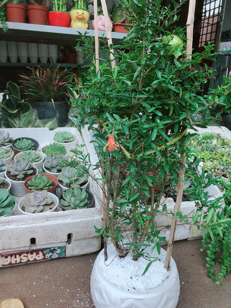 Cây Lựu Quả To
