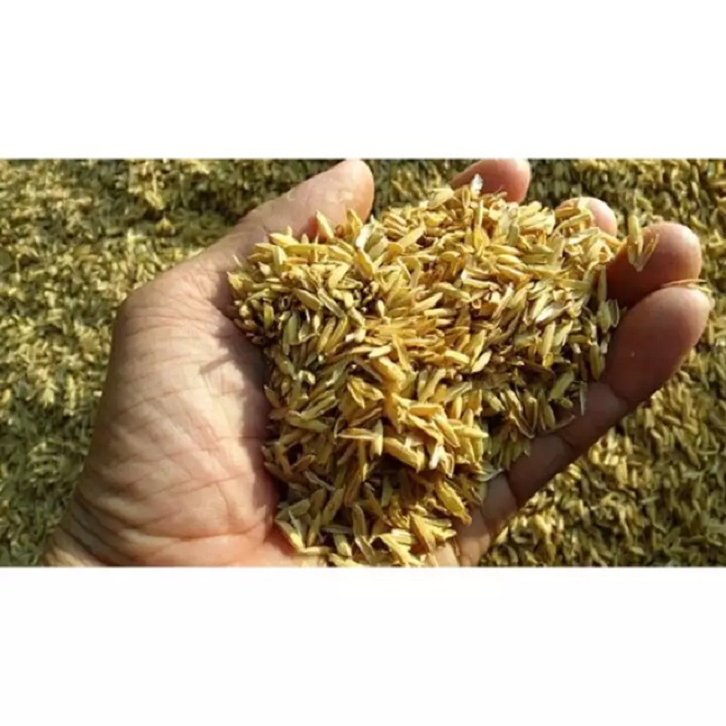 Trấu Sống [1 Kg] - Giá Thể Trồng Cây