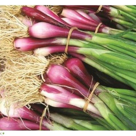 Hạt giống hành lá gốc tím - gói 2 gram
