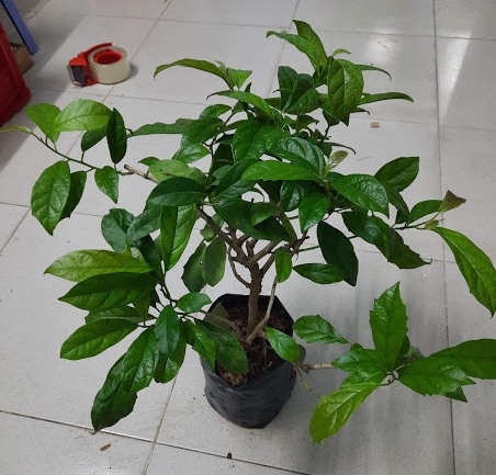 cây xạ đen - cao khoảng 60cm