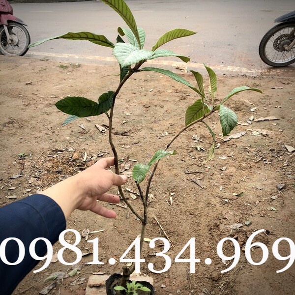 03 Cây BiWa Nhật (Nhót Nhật - Tỳ Bà Diệp) Cao 40cm Sai Quả