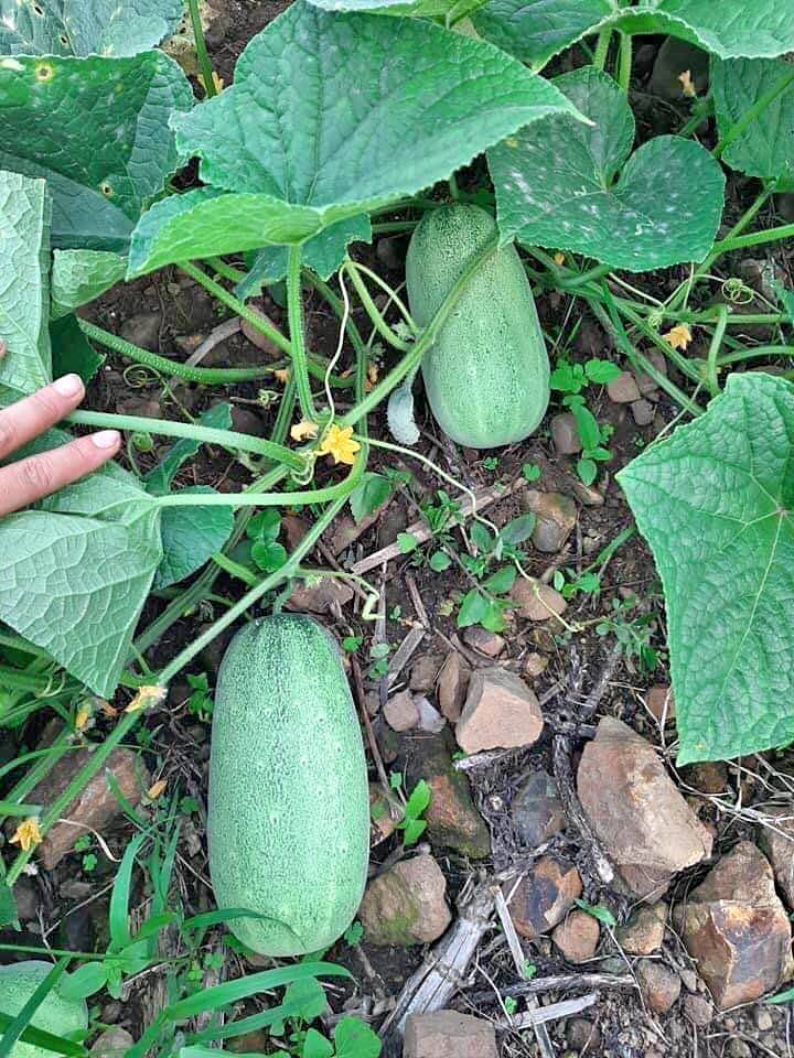 Hạt giống dưa chuột mèo - Gói 100gram