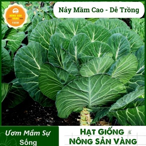 Canola seed basketball high germination, growth and development, disease resistance high (pack of 50 grams)-shallow gold