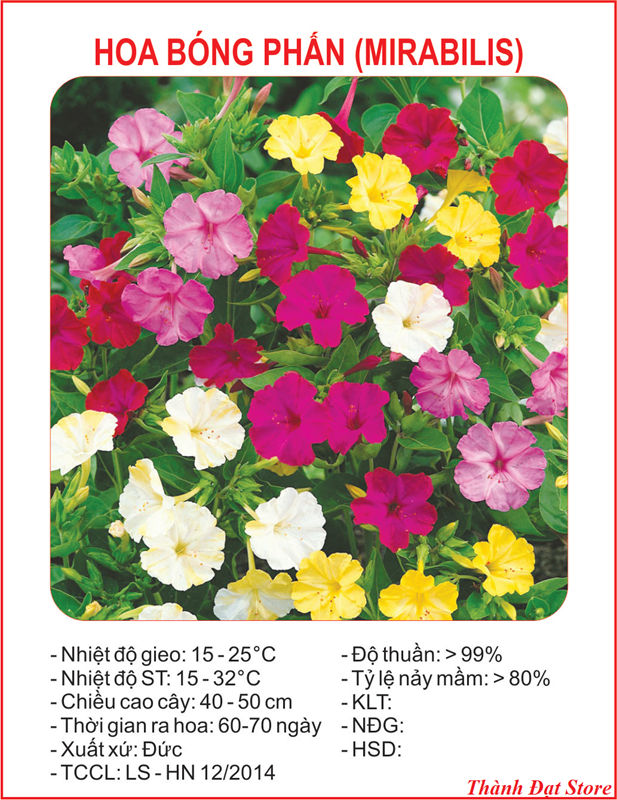 Hạt giống hoa bông phấn mix Nhiều màu - 10 hạt