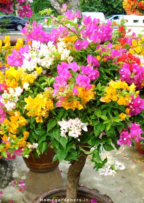 CÂY GIỐNG HOA GIẤY NGŨ SẮC (có tem chuẩn giống)