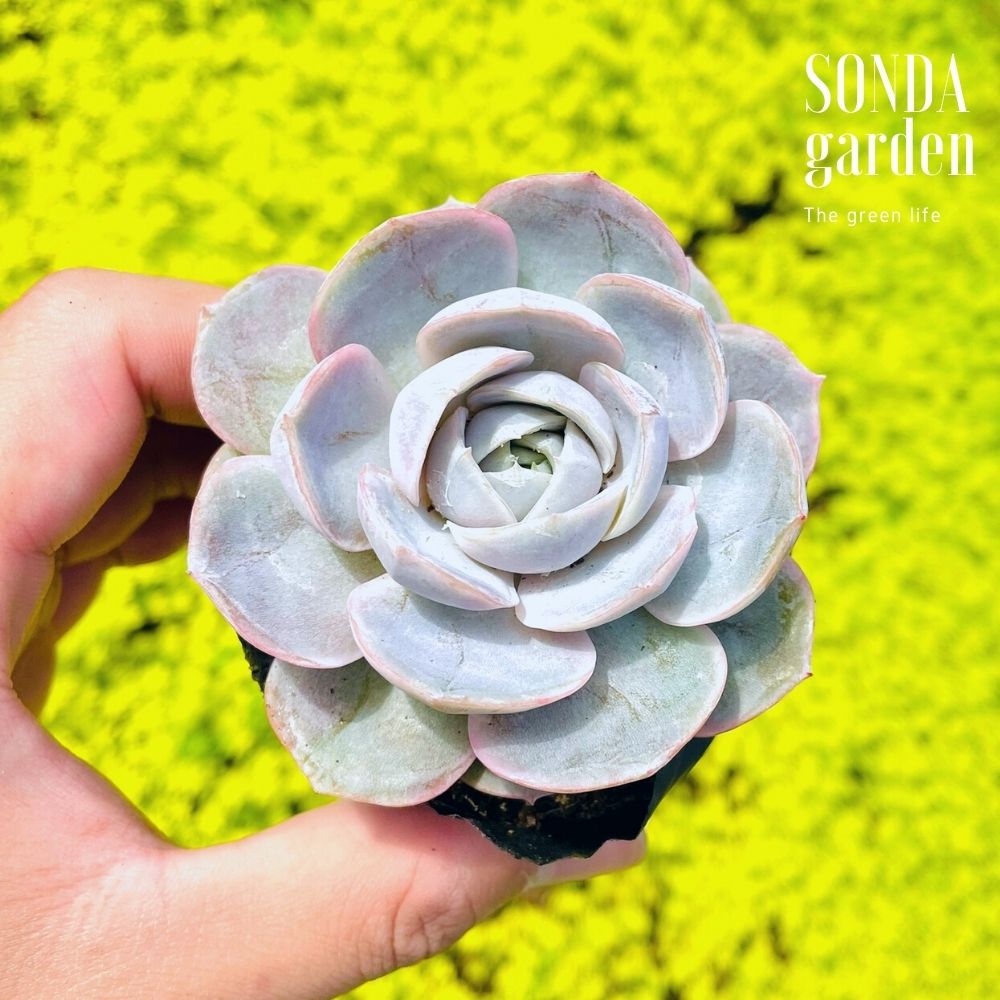 SEN ĐÁ LOLA TÍM SIZE BÉ SIÊU KHỎE ĐẸP LỖI 1 ĐỔI 1