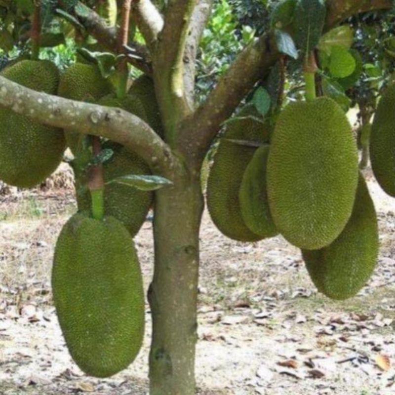 Cây mít nghệ