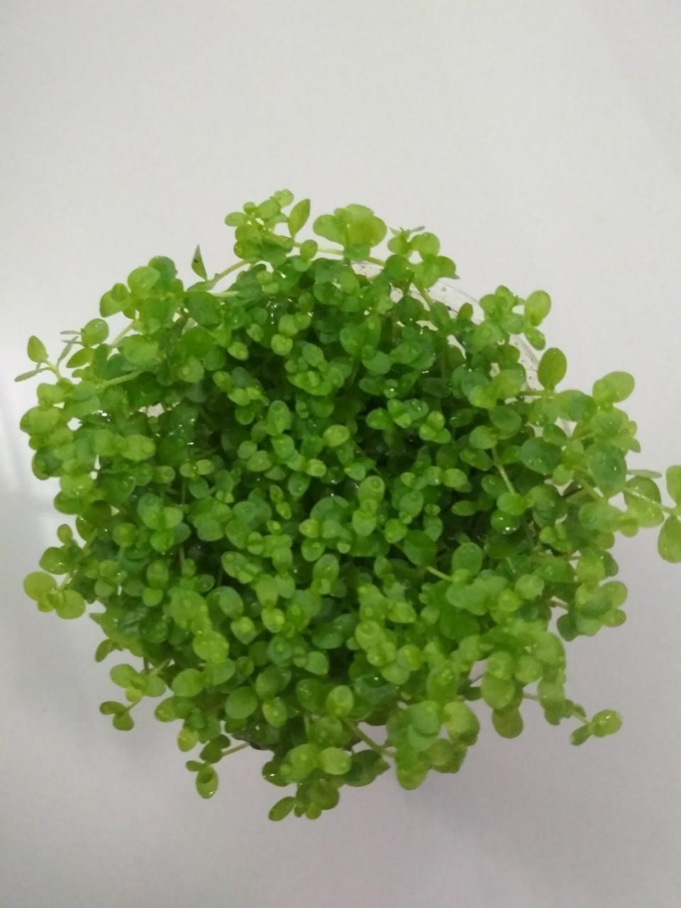Cây thủy sinh trân châu ngọc trai