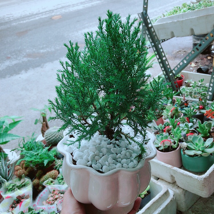 Chậu Tùng Bồng Lai
