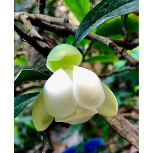 CÂY HOA HẢI ĐƯỜNG TRẮNG CÂY NhỠ