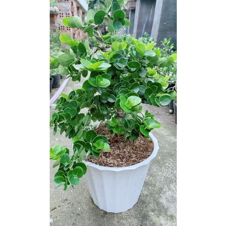 Cây Da Nhật Lá Tròn Bonsai