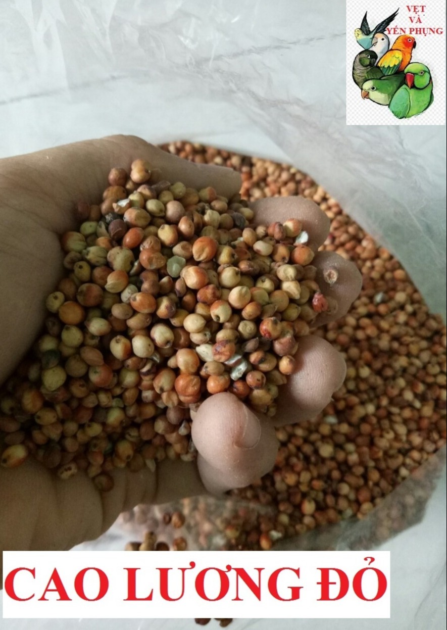 100G HẠT BO BO ĐỎ CHO CHIM,VẸT,HAMSTER VÀ THÚ CƯNG NHỎ