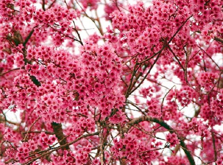 CÂY GIỐNG HOA MAI ANH ĐÀO NHẬT BẢN