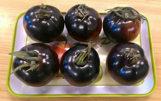 American Black Tomato Seeds 10 Seeds/Pack (Free Stimulation Package to Support Seed Germination)