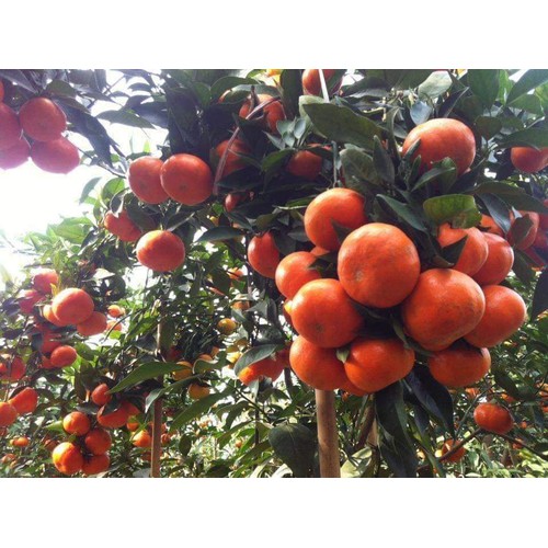 Cây giống cam đường canh - cây giống cam đường canh