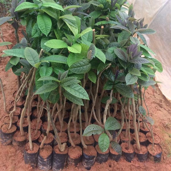 Cây trà hoa vang, thảo dược quý, bầu giống