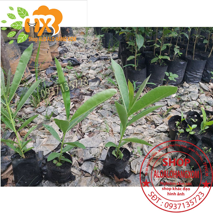 cây hoa chuông vàng cây giống (combo 5 cây)