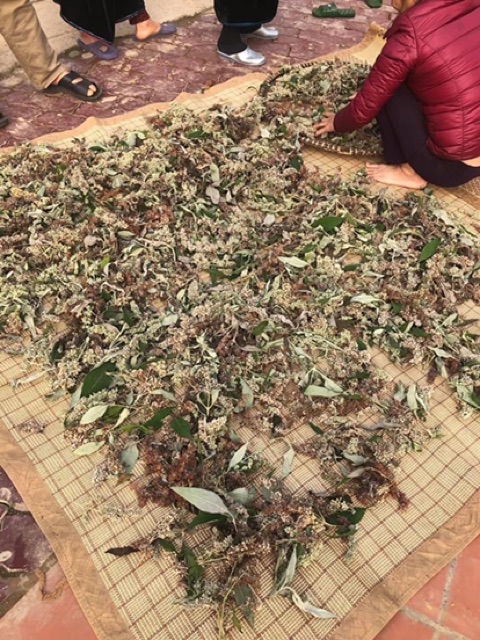 Hoa bó phón (nhuộm cơm vàng)
