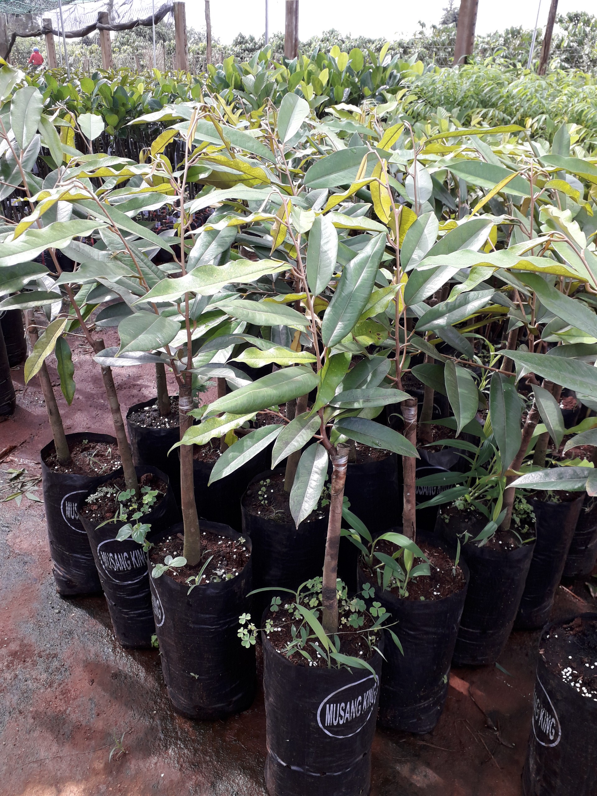 Cây giống sầu riêng musang king -