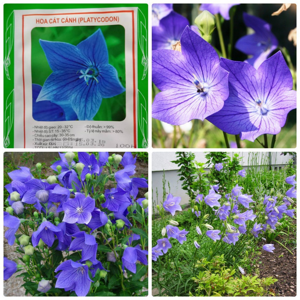 Hạt giống cây cát cánh vịthuốc - gói 50 hạt