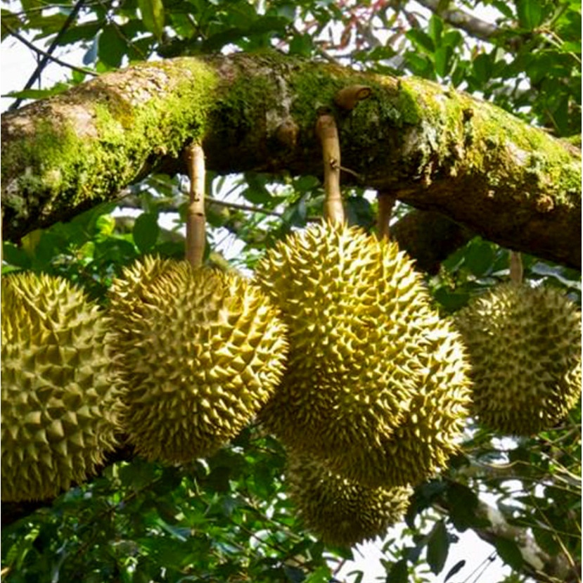 Cây sầu riêng Monthon Giống siêu sớm (ĐƯỢC BẢO HÀNH) (có tặng kèm phân bón )