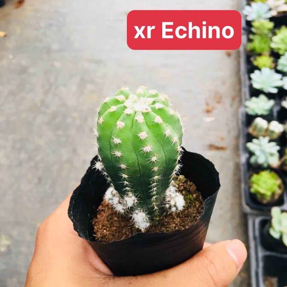 Xương rồng echino