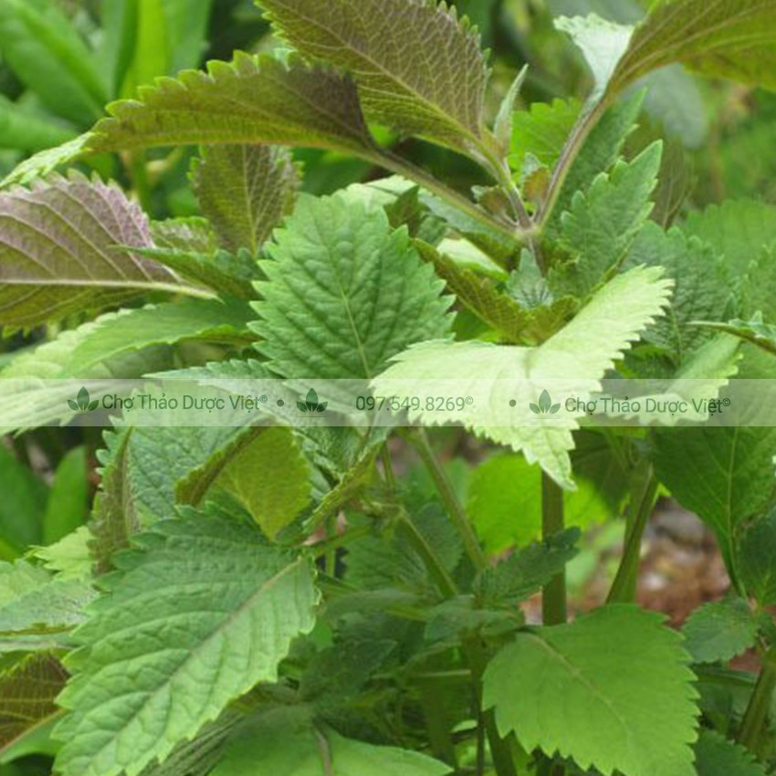 500g Kinh Giới (Lá Kinh Giới Khô, Không Lẫn Cành)