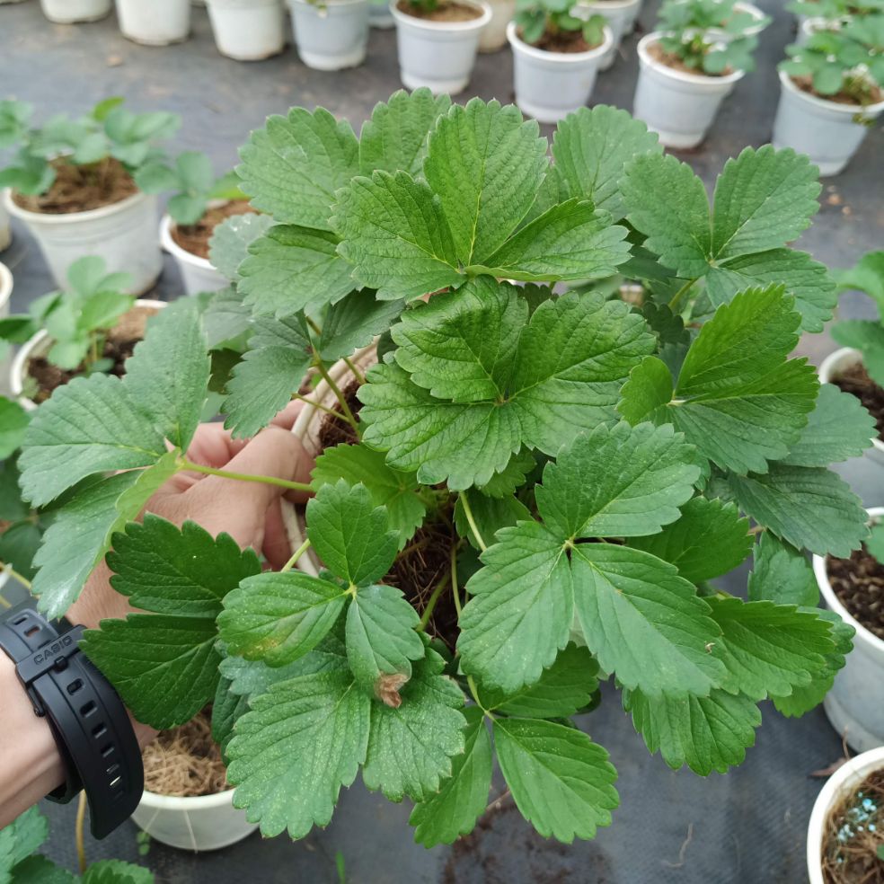 Chậu cây dâu chịu nhiệt