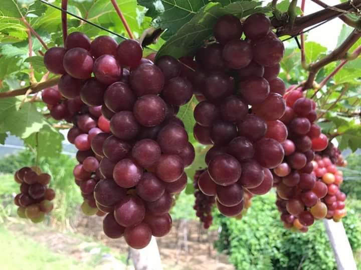 [HCM1] Mật nho đường phèn Phan Rang - Ninh Thuận (Chai nhựa tiện lợi - 750ml)