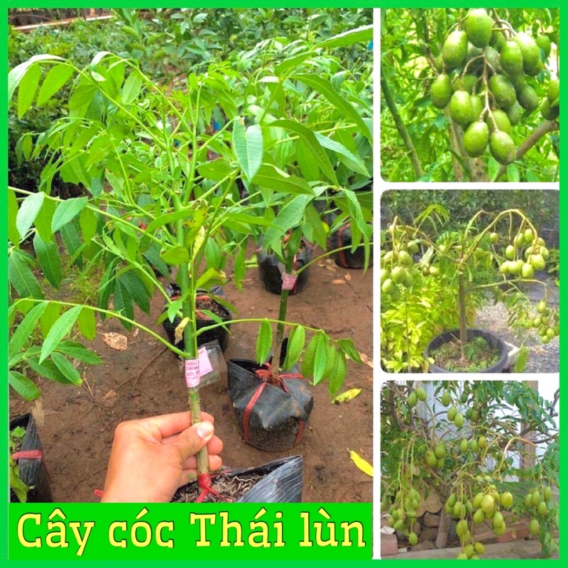 Hạt giống cây cóc thái lùn siêu trái -gói 3 hạt