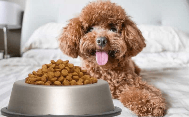 Hạt Royal Canin Poodle Puppy Cho Chó Con Poodle (500gram)