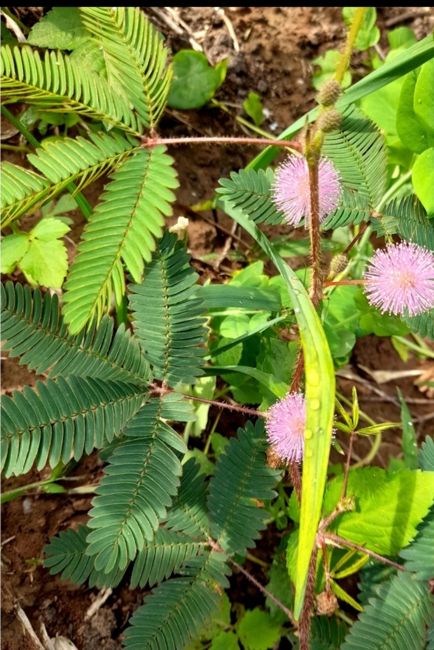 cây xấu hổ