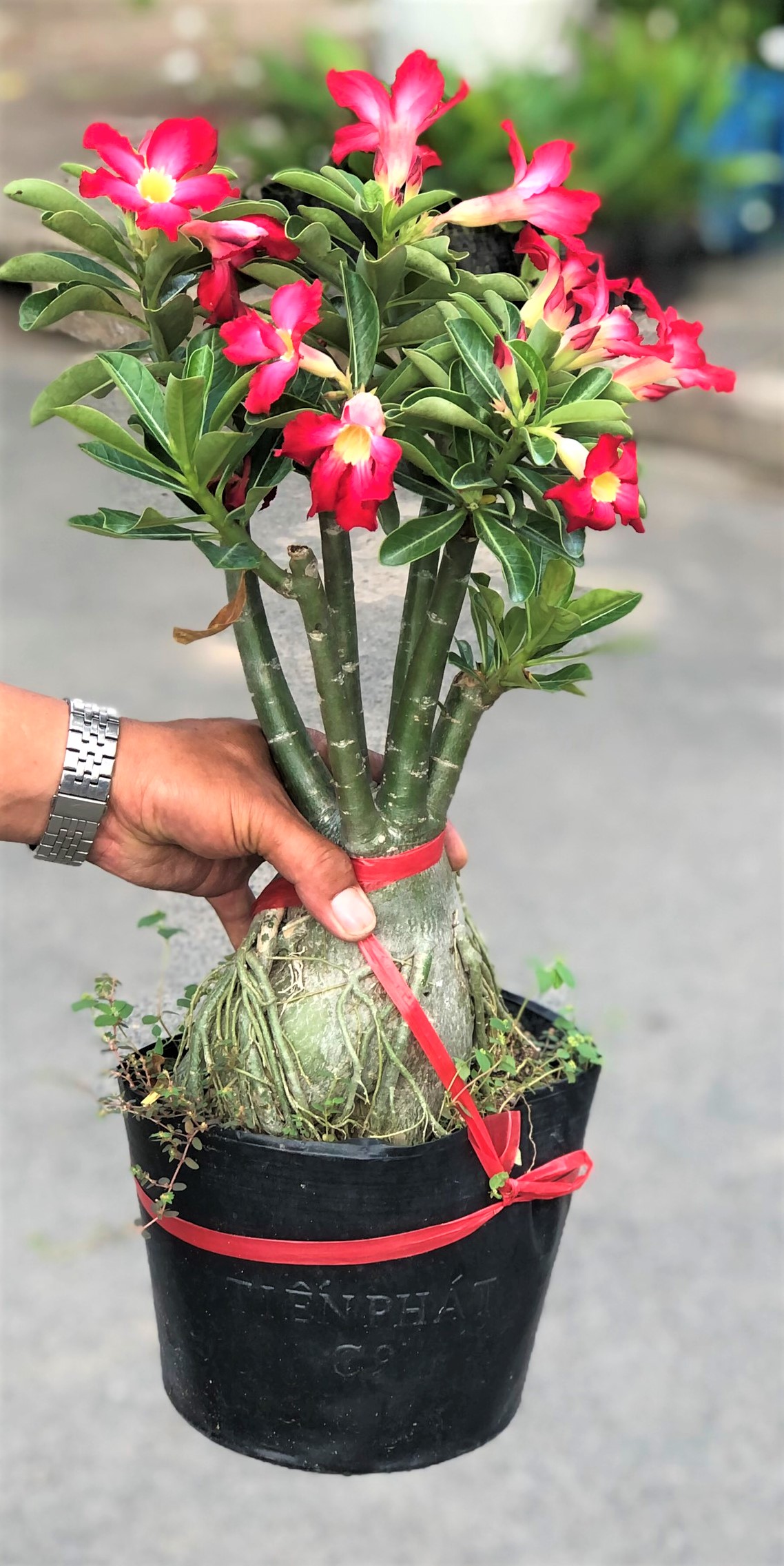 Chậu sứ Ánh Dương hoa màu đỏ