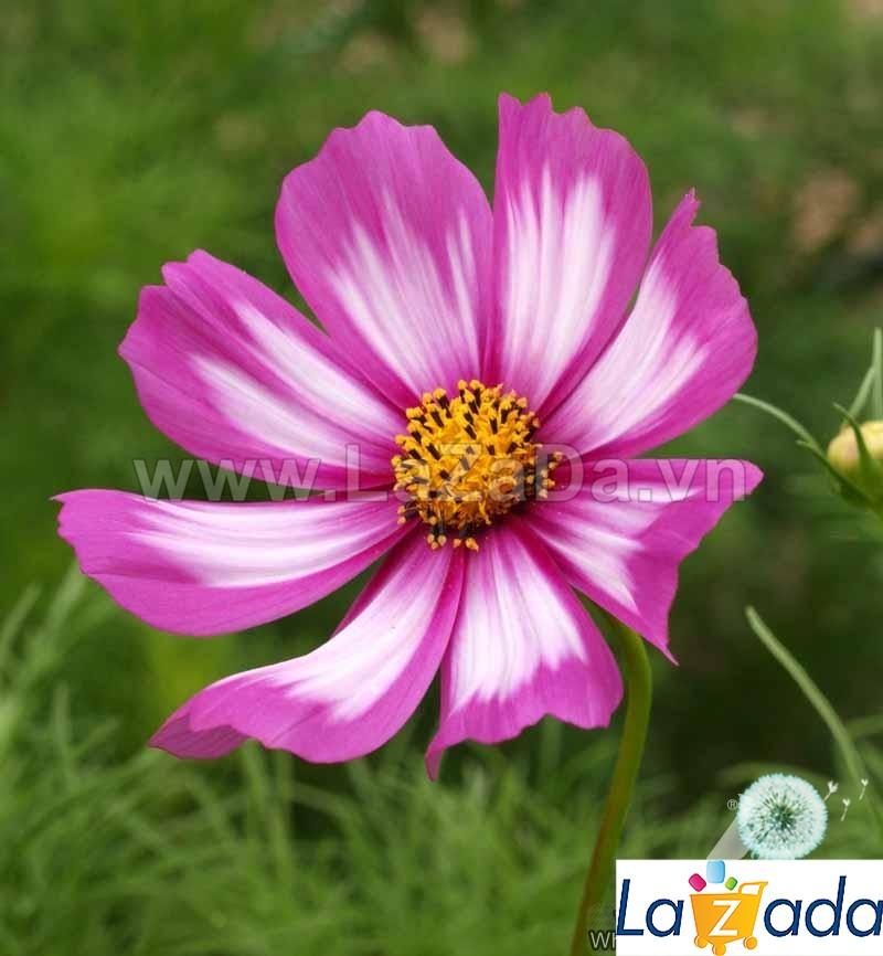 50h Hạt Giống Hoa Cúc Sao Nháy CandyStripe (C2.104| -KD: B12*W31*M165)