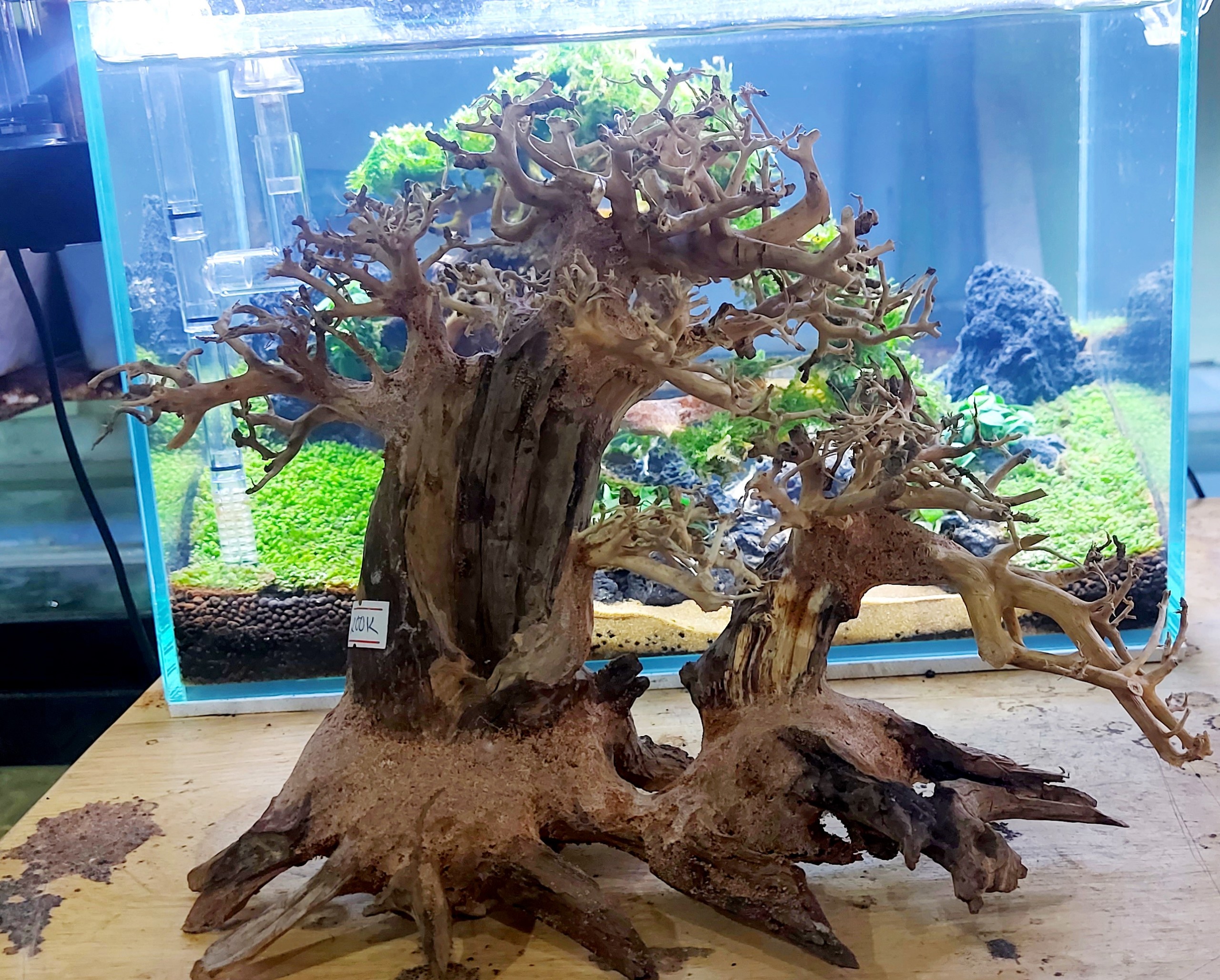 BONSAI LŨA GỖ MINI DÁNG MẸ CON DÙNG CHO HỒ 30CM-60CM | THIẾT KẾ CỔ THỤ CHO HỒ THUỶ SINH