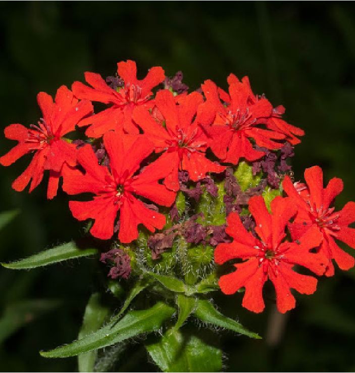 Red Thu La Flower Seeds - 1 Pack of 50 Seeds