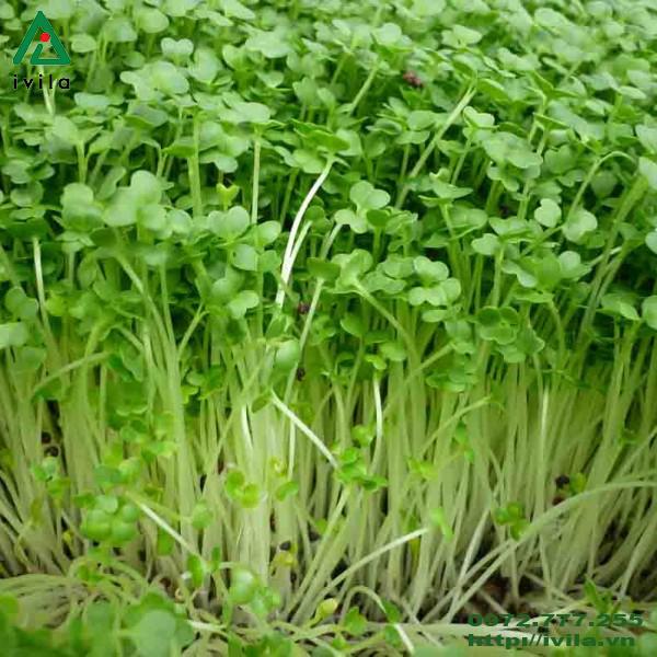 [Mới] - Hạt giống rau mầm cải đà lạt