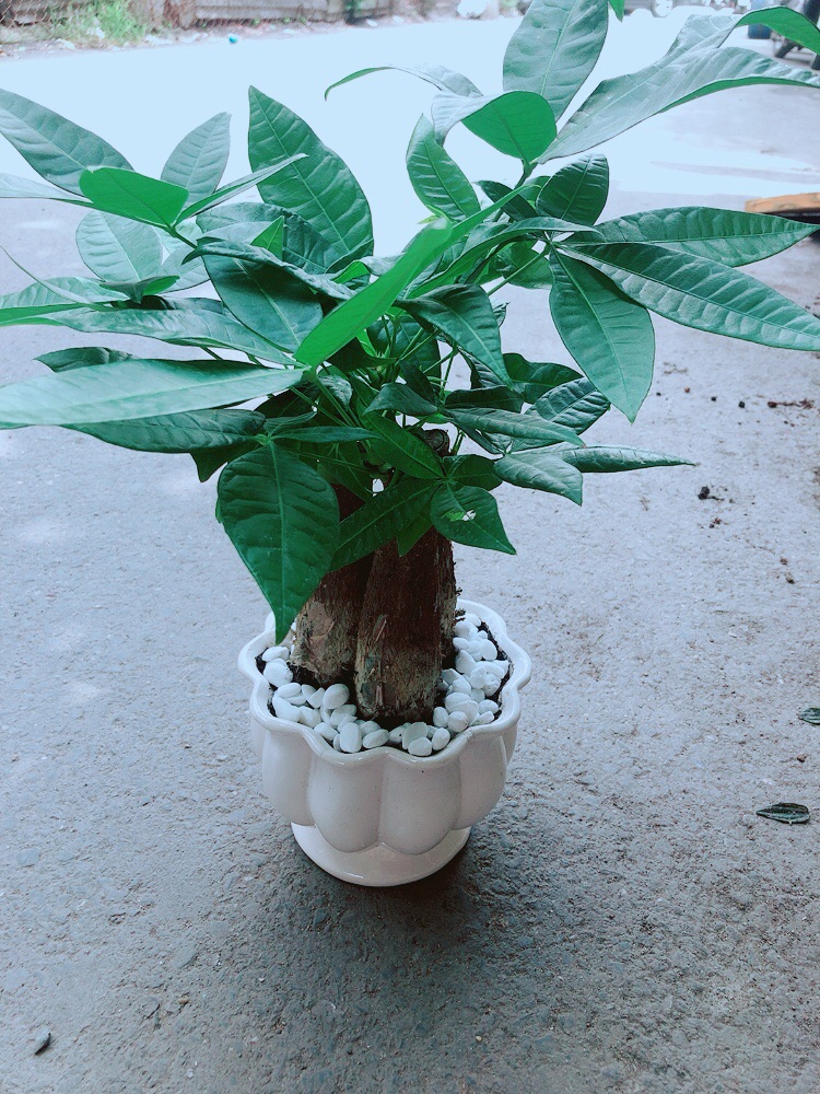 Chậu Kim Ngân 3 Thân Size Lớn