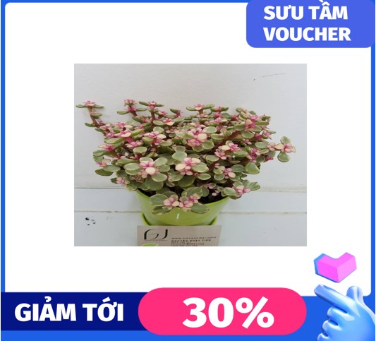 MA281 HẠT GIỐNG 10 HẠT SEN ĐÁ ANH ĐÀO