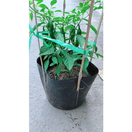Ớt Sừng Trái Lớn