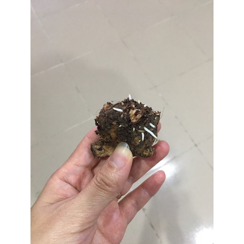 [Mã INCUBACK0608 hoàn 15K xu đơn 50K] Củ môn trắng - caladium white christmas