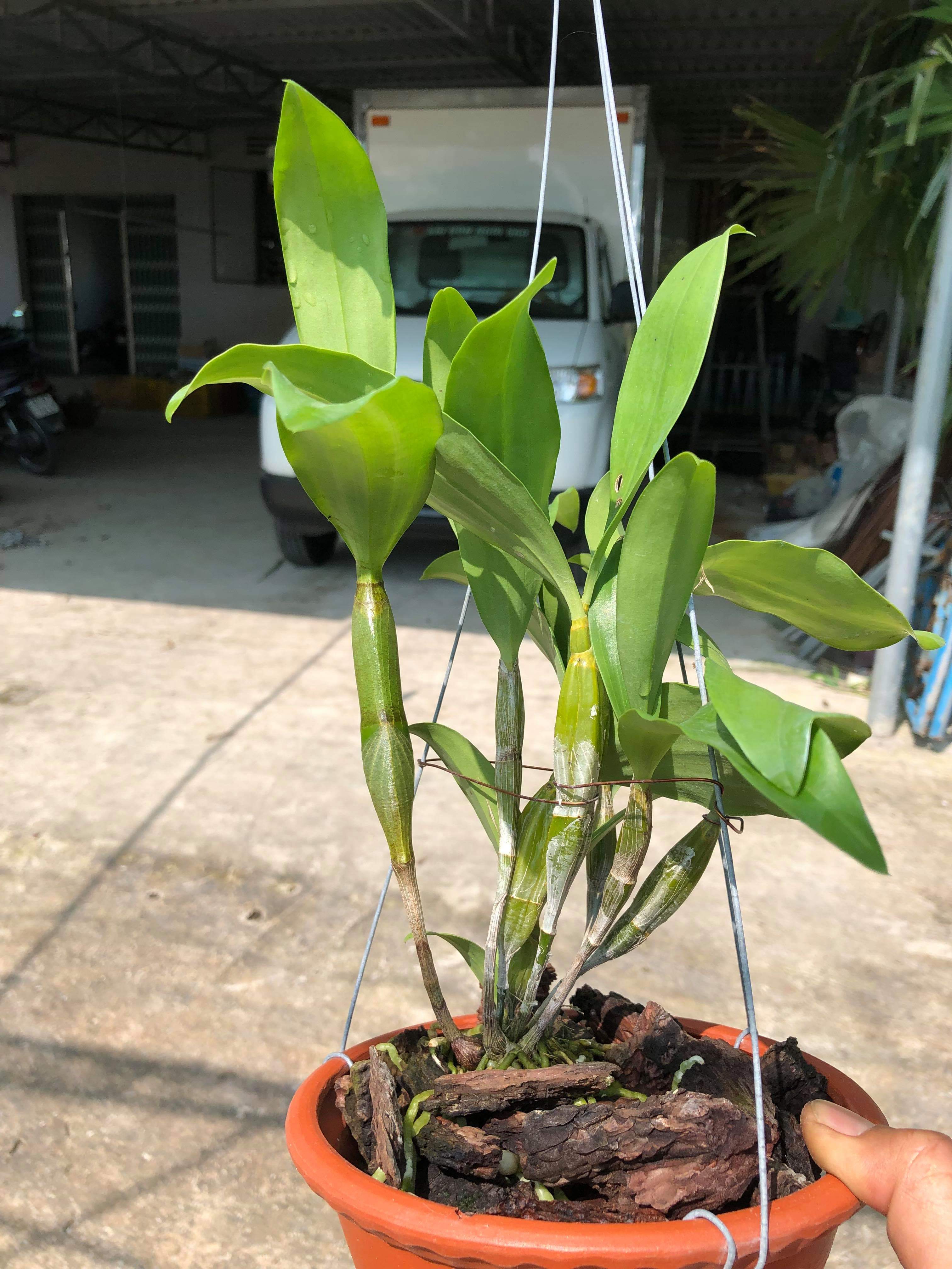 Lan Kiều Trắng Đột Biến - Bảo hành chuẩn mặt hoa