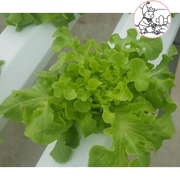 HẠT XÀ LÁCH SỒI XANH OAKLEAF - GÓI 2 GRAM