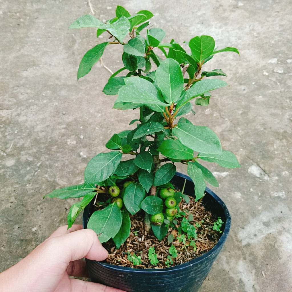 Cây sung ta - cây cảnh trong nhà