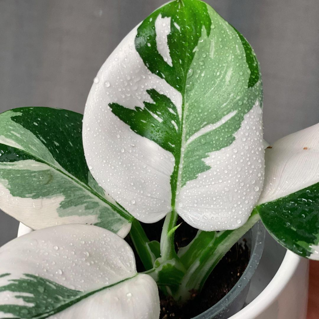 Philodendron White Wizard ✨ FREESHIP ✨ Trầu Bà Phù Thuỷ Trắng