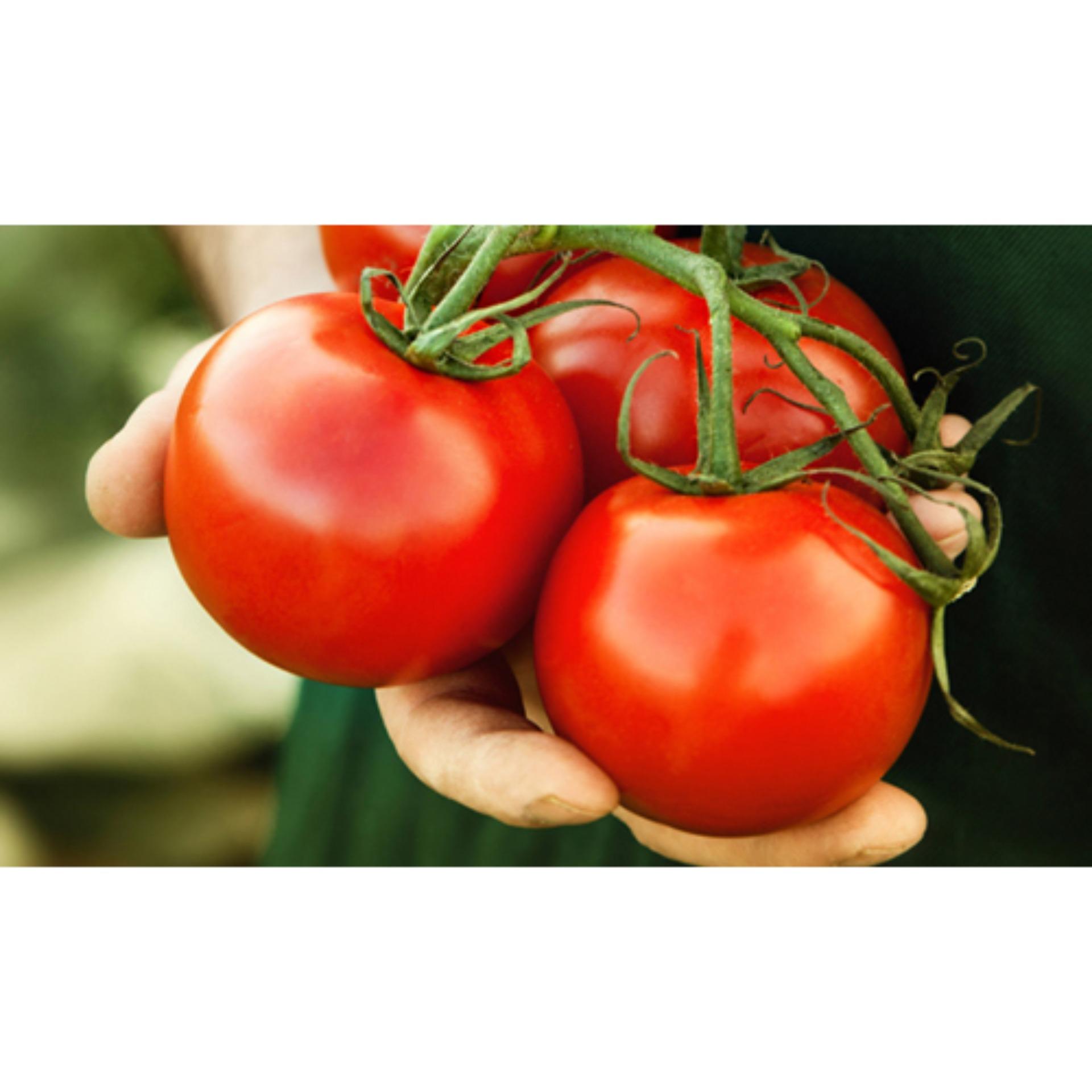 1g Hạt giống Cà chua F1 (tặng Kích nẩy mầm, Hướng dẫn ươm)