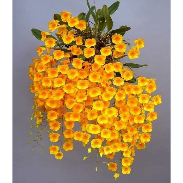 1 khóm hoa vảy rồng(khóm nhỏ)