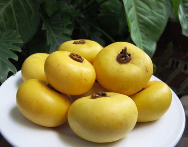 cây THỊ giống