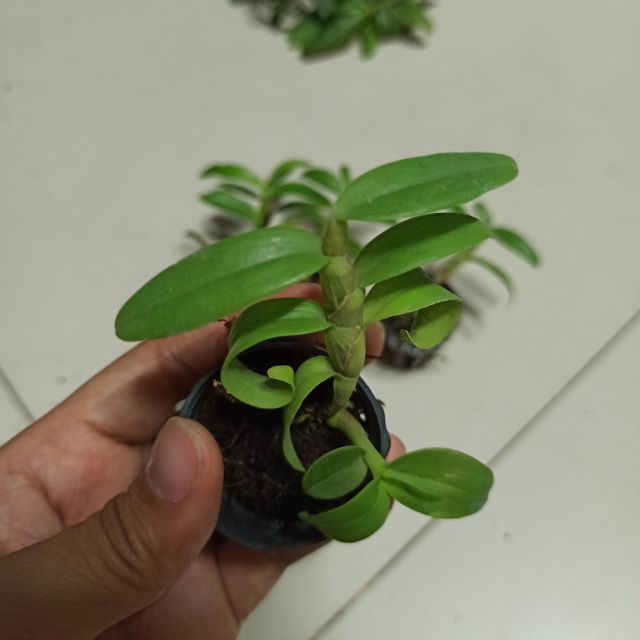 Hoa lan phi điệp chớp Mỹ lai cam kết chất lượng