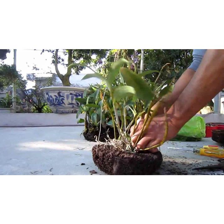 Dớn đĩa tròn trồng lan đường kính 20cm